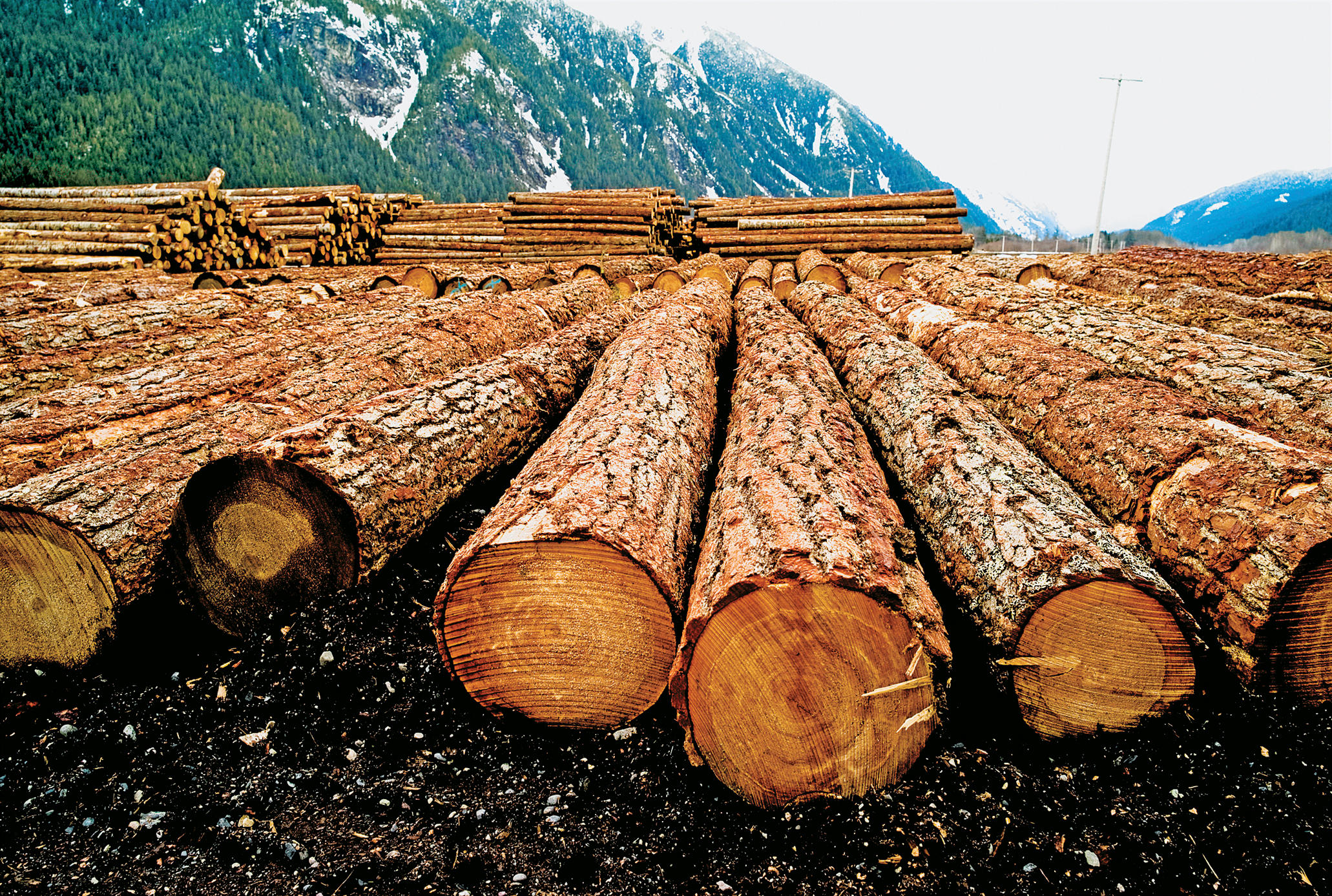 Основные свойства древесины